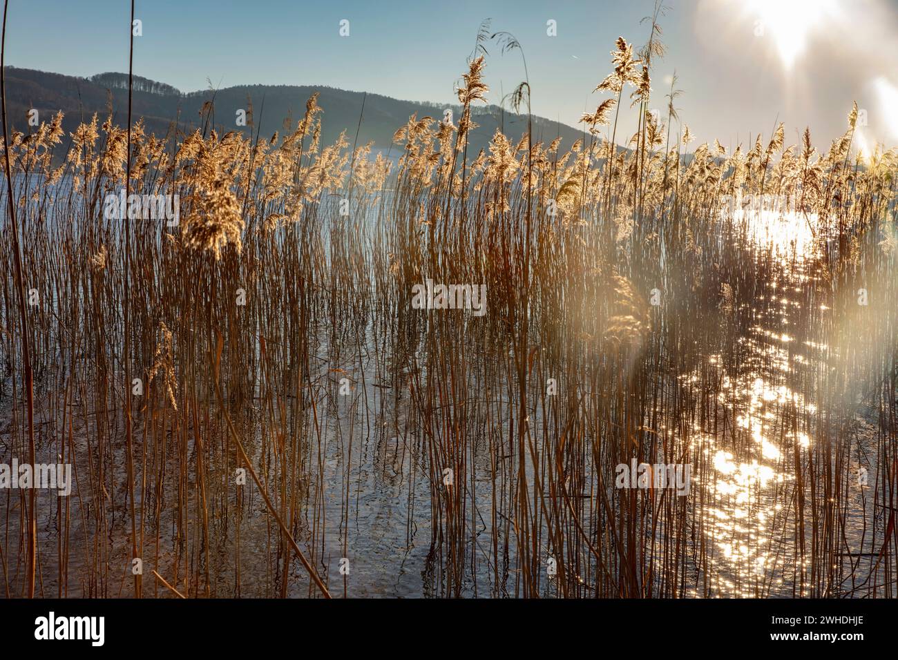 Lake Constance, winter, reeds, warm light Stock Photo