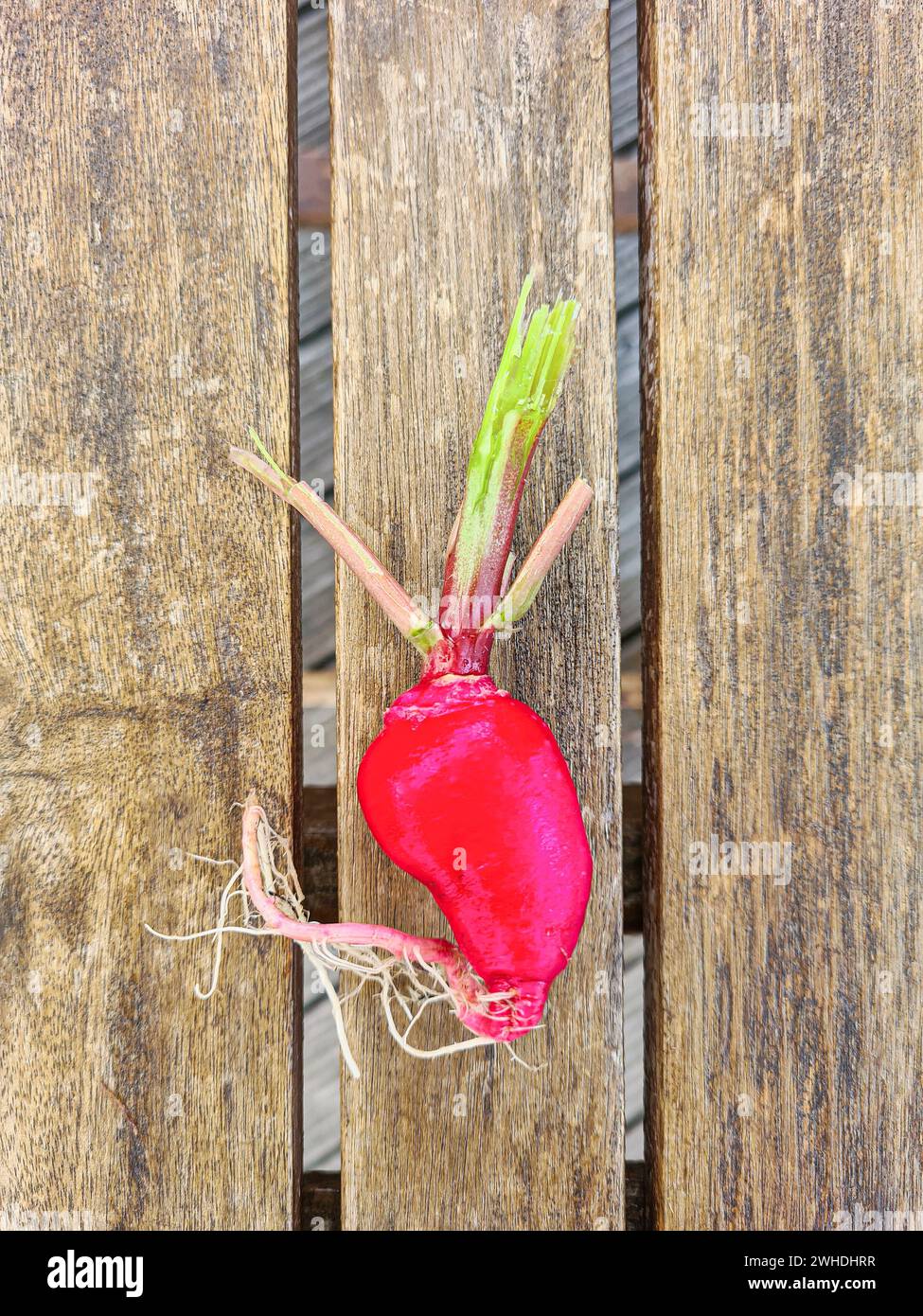 Close-up of a red radish with roots on a wooden table Stock Photo
