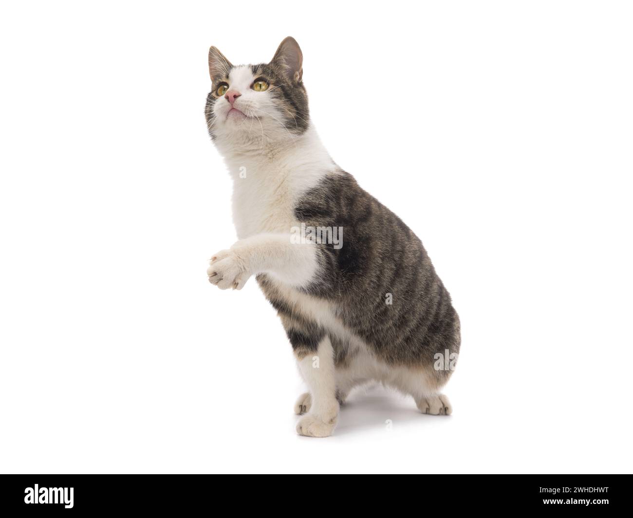 gray cat isolated on white background Stock Photo