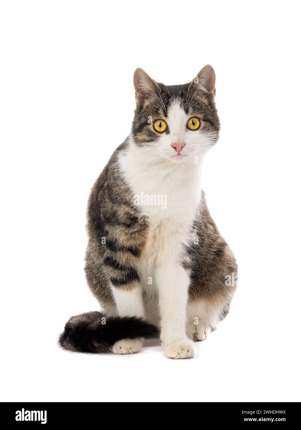 gray cat isolated on white background Stock Photo