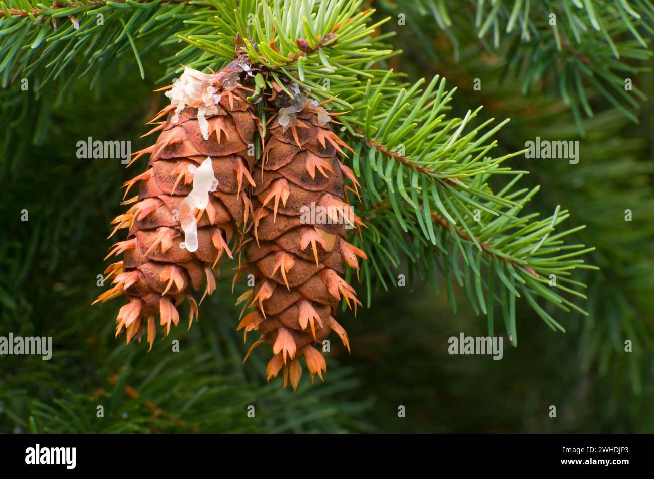 Douglas fir cones, Willamette National Forest, Oregon Stock Photo