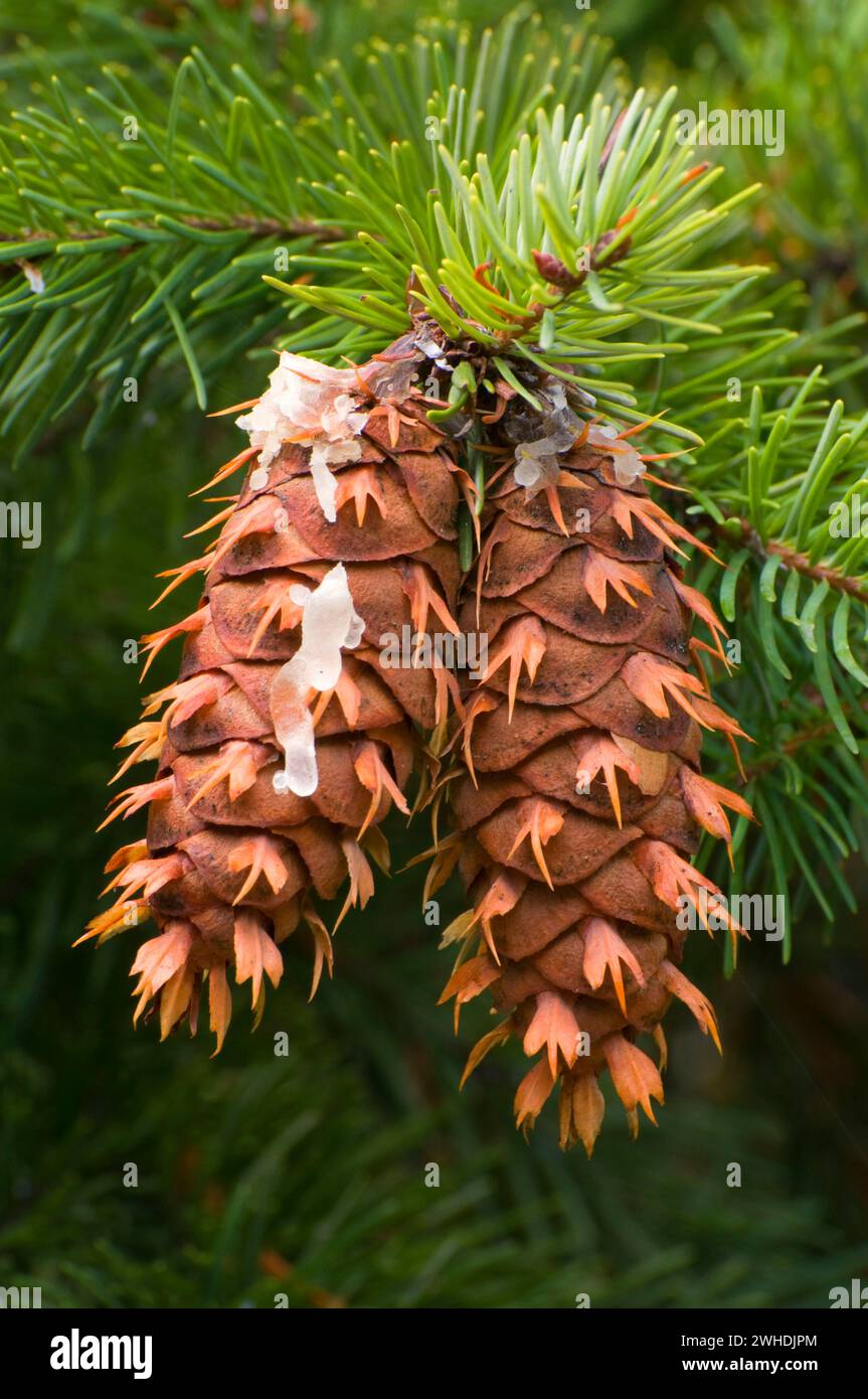 Douglas fir cones, Willamette National Forest, Oregon Stock Photo
