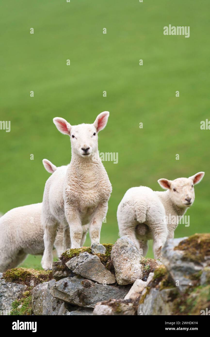 Lambs in spring time in green field. (Welsh mountain sheep.) Snowdonia ...