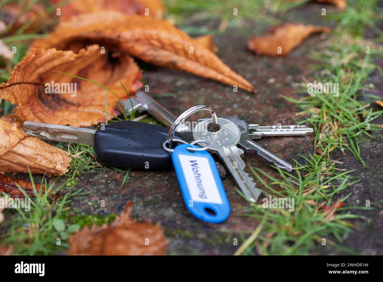Lost bunch of keys with car keys on the side of the road, blue key ring with lettering ëapartmentë, autumn leaves, symbolic picture, lost keys, Stock Photo