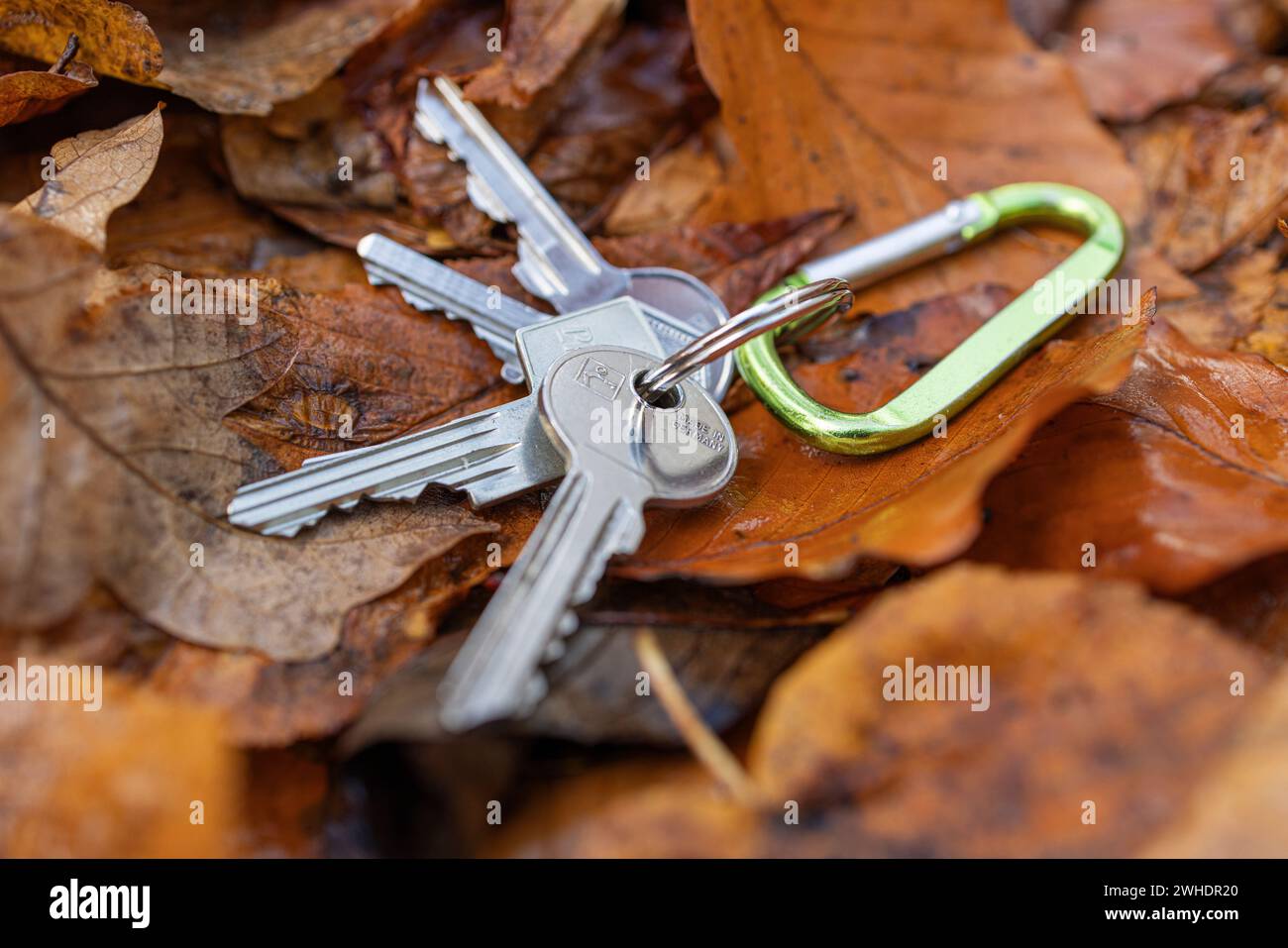 Lost bunch of keys by the wayside, autumn leaves, symbolic image, lost apartment key, Stock Photo