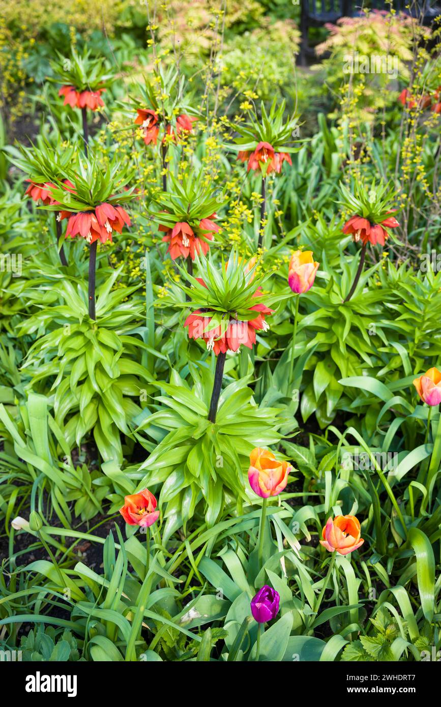 Fritillaria imperialis, the crown imperial or imperial fritillary, a species of lily plant in an English flowerbed Stock Photo
