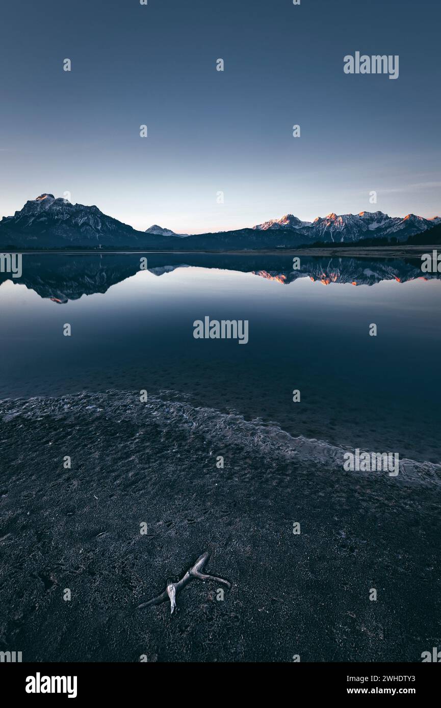 Alpine panorama with reflection in the partially drained Forggensee near Füssen at sunrise. Frozen lake bed with driftwood in the foreground Stock Photo