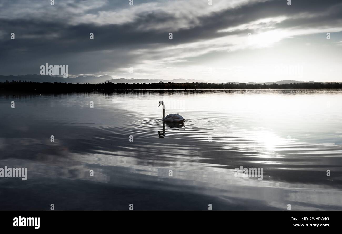 Lone Mute Swan (Cygnus olor) on Lake Starnberg with a view of the mountains in a gloomy fall atmosphere, Bavaria Stock Photo