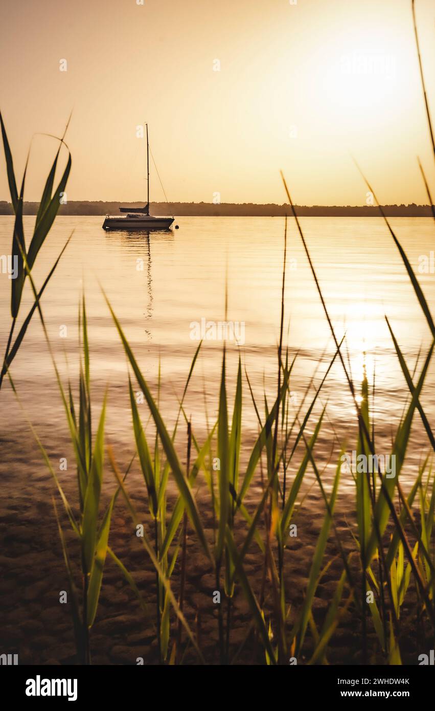 Golden yellow, warm, peaceful evening atmosphere on the eastern shore of Lake Ammersee in Bavaria on a mild summer evening with a view through the reeds to the calm lake and a sailing ship floating on it Stock Photo