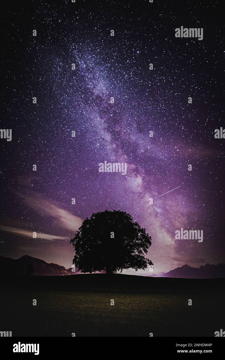 Large solitary tree in front of a starry sky with the Milky Way and the ...