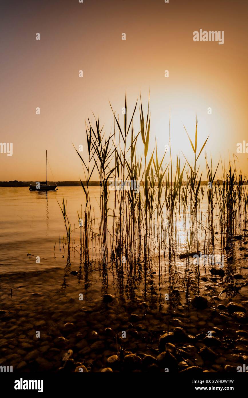 Golden yellow, warm, peaceful sunset atmosphere on the eastern shore of the Ammersee in Bavaria on a mild summer evening with a view through reeds to the calm lake and a sailing ship floating on it Stock Photo