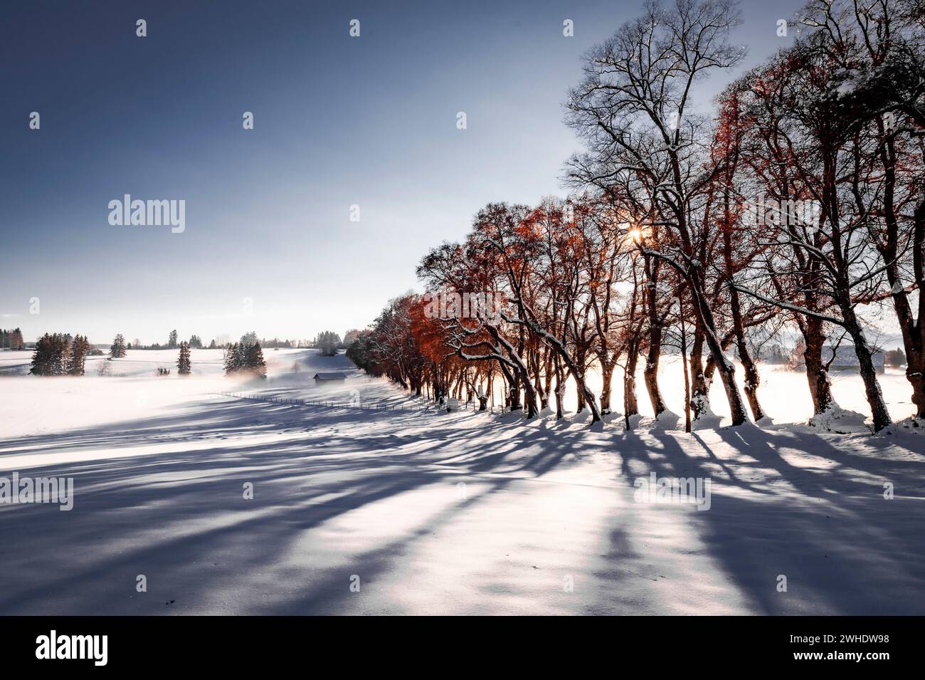 Winter tree avenue (linden avenue) casts long shadows in the snow when the sun is low, Kurfürstenallee in Marktoberdorf, Ostallgäu, Allgäu, Swabia, Bavaria, Southern Germany, Germany Stock Photo