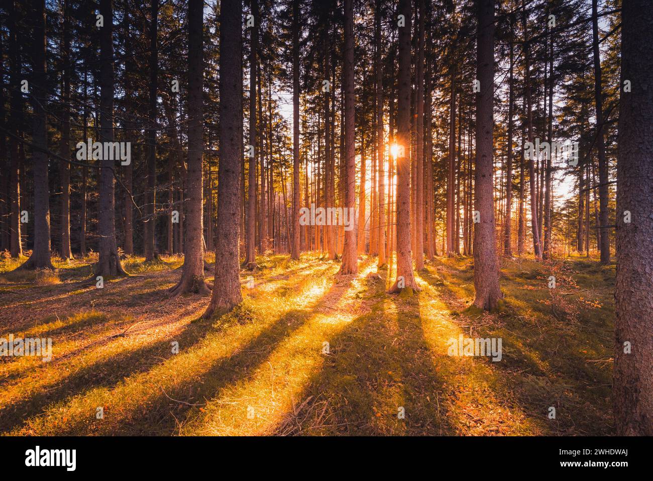 Backlight shot in the forest, the sun shines through the spruce forest, the tree trunks cast long shadows, Schnalzgipfel, Peiting, Schongau, Peißenberg, Weilheim, Pfaffenwinkel, Upper Bavaria, Bavaria, Germany Stock Photo