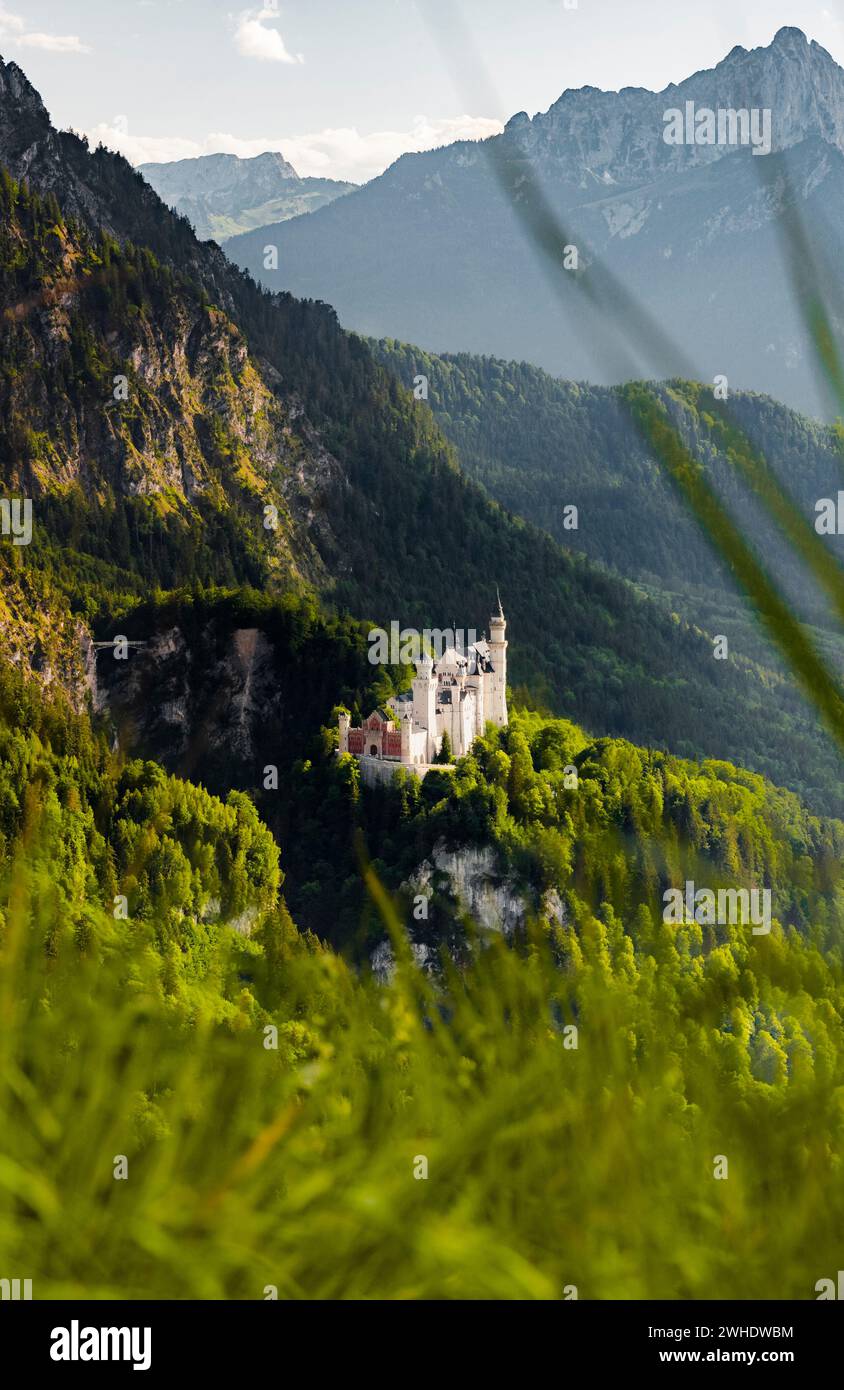 Neuschwanstein Castle in front of the mountains of the Allgäu Alps on a sunny day in early summer. Grass in the foreground. East Allgäu, Allgäu, Bavaria, Germany, Europe Stock Photo