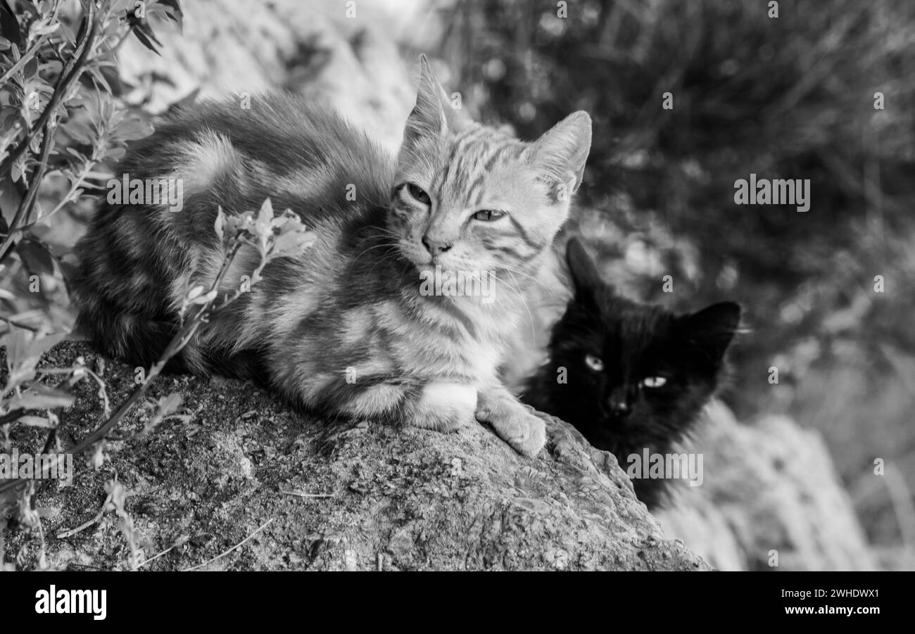 Cats in Black and white photo Stock Photo - Alamy