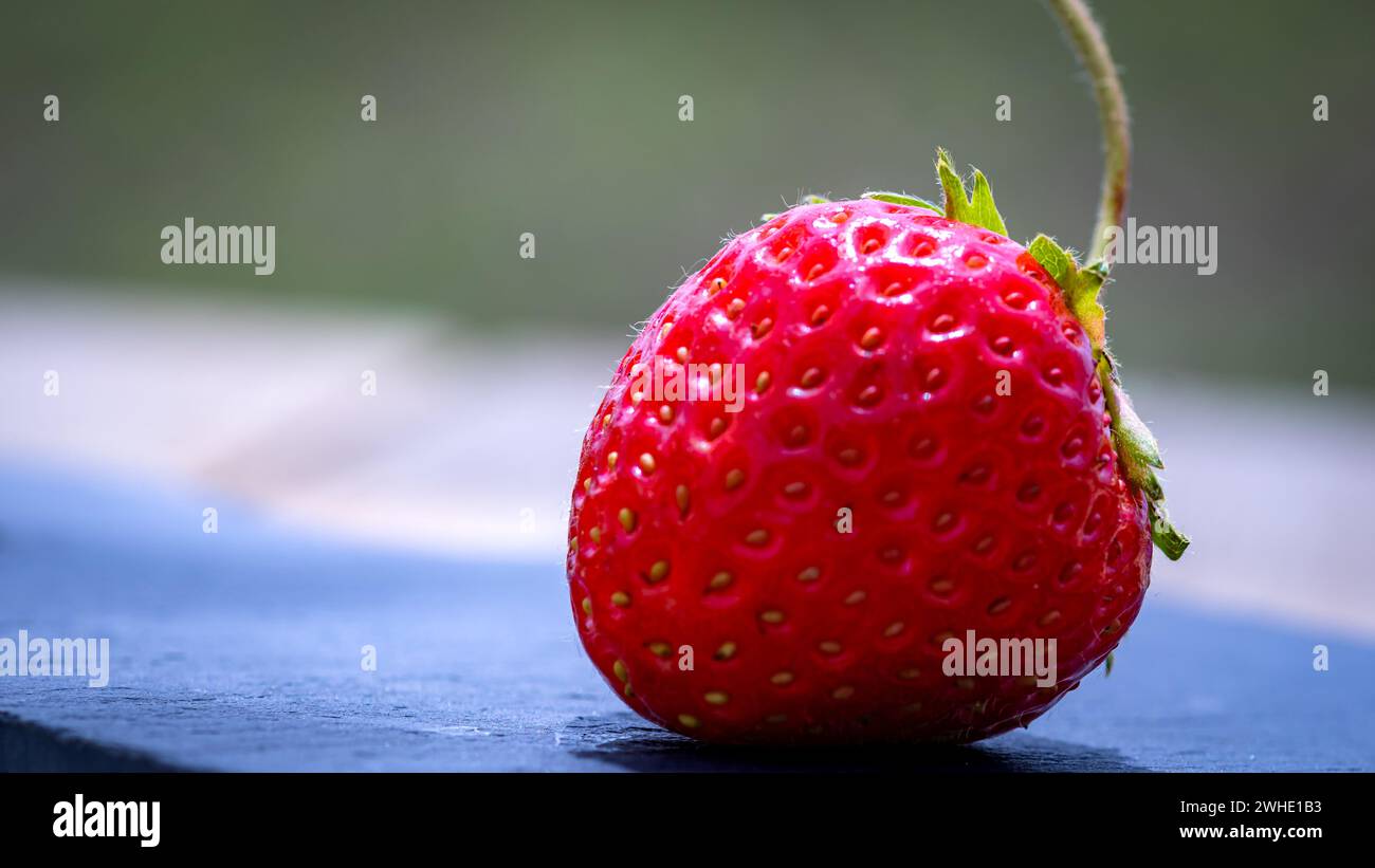 Close up of fresh strawberry showing seeds achenes. Details of a fresh ...