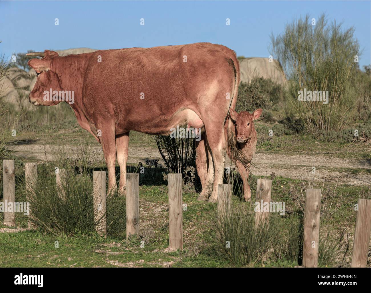 Cow with a calf peeping out from behind her legs roaming freeon common ground ofva national park in spain Stock Photo