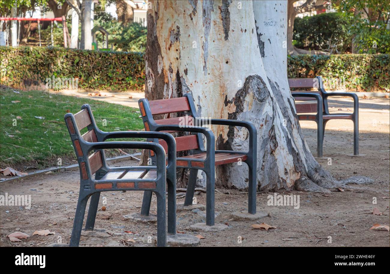 Park with individual benches next to a Eucalyptus tree with no one around Stock Photo