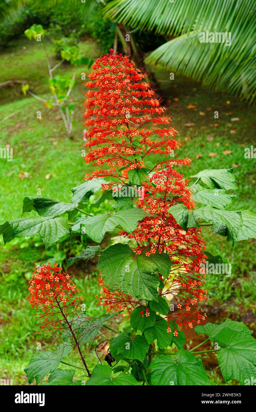 View of a red and green Pagoda Flower, Clerodendrum paniculatum Stock Photo