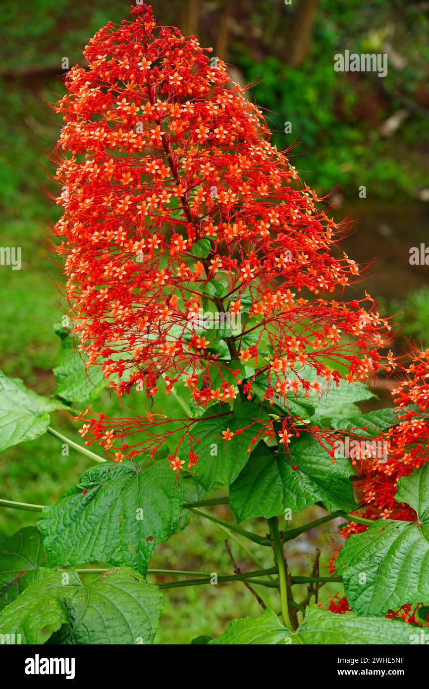 View of a red and green Pagoda Flower, Clerodendrum paniculatum Stock Photo