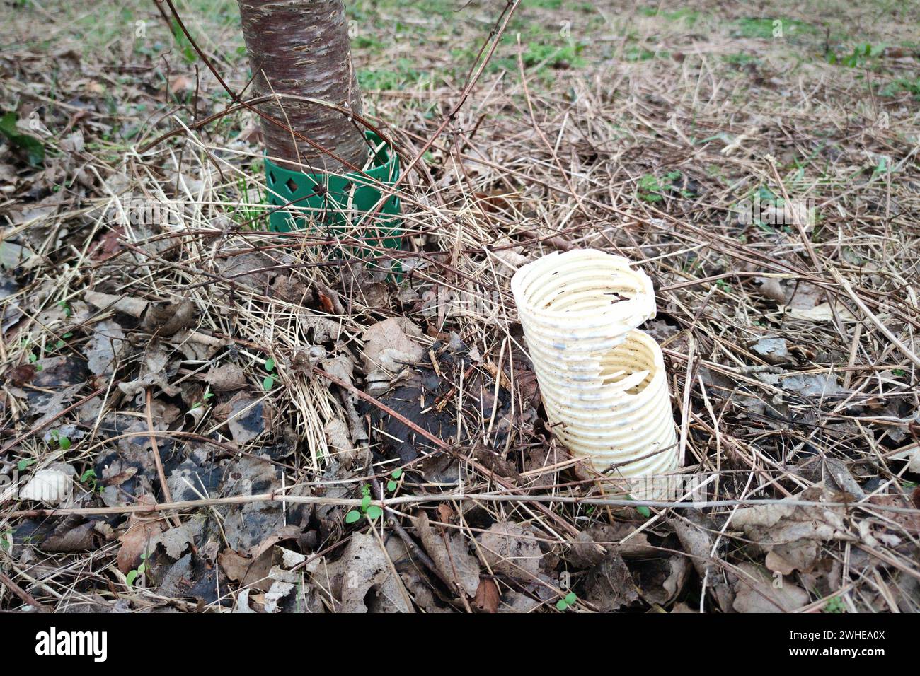 White ribbed plastic pipe for watering newly planted trees in a park Stock Photo