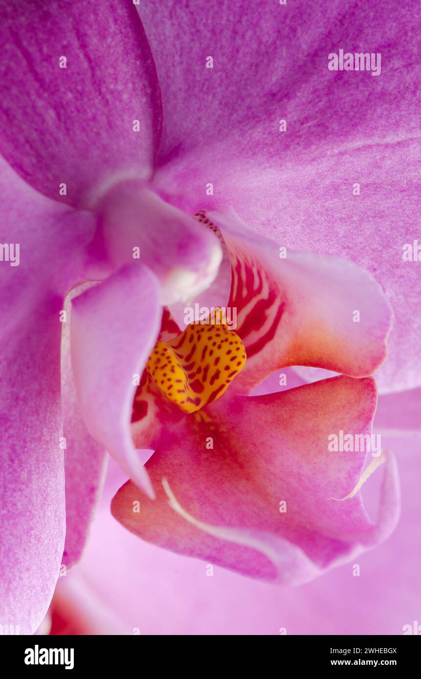 Pink orchid closeup hi-res stock photography and images - Alamy
