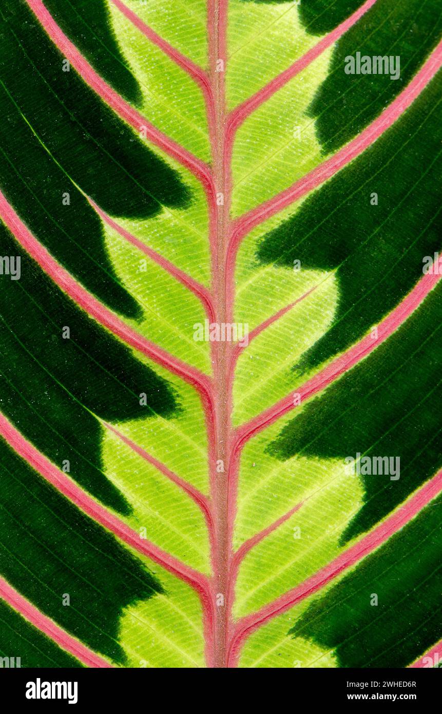 Green leaf with red veins Stock Photo