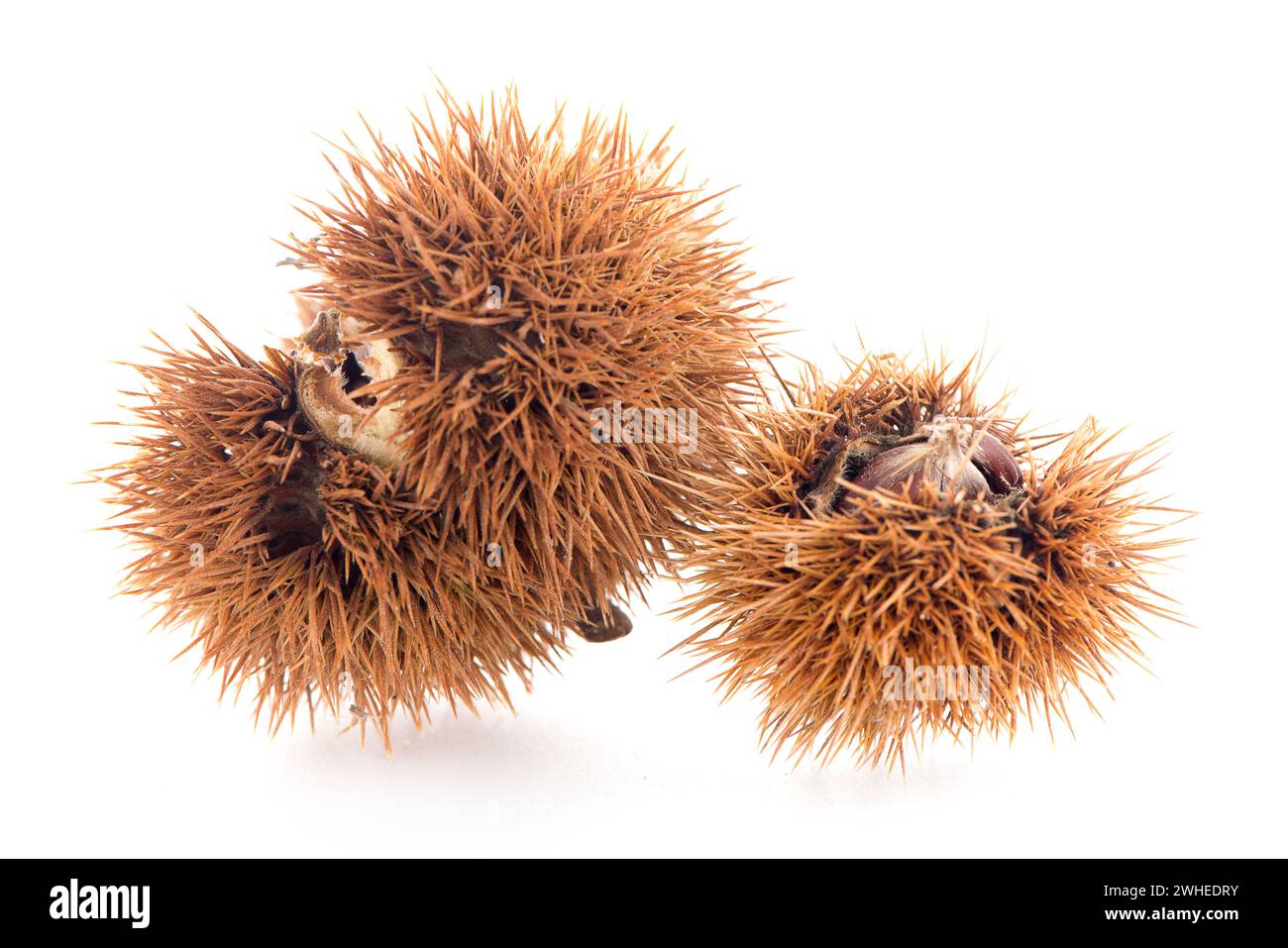 Chestnuts with shell Stock Photo - Alamy