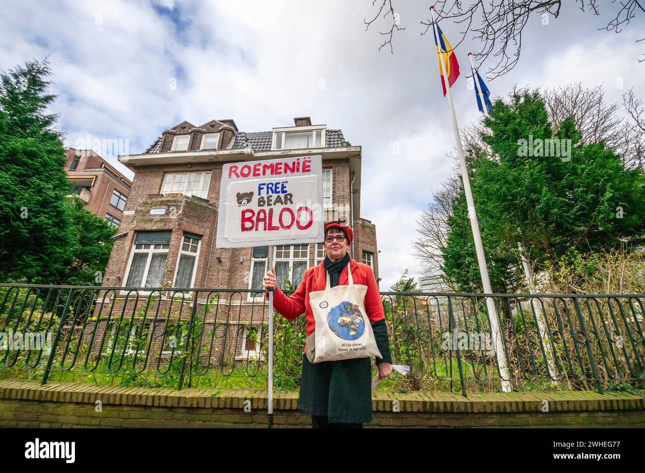 An activists from the ‘World Animal Protection NL’ stands outside the Romanian embassy  with a placard that says ' free bear Baloo'. The Hague, bringing to attention the plight of ‘Baloo’ the red bear. Caged for the past 23 years at the Straja Ski and Snowboarding Resort in Hunedoara, Romania. ‘Baloo’ the red bear is held as a mascot and fed cornflakes, candy, lemonade and even given alcohol to drink and at times taunted by children with sticks. His situation was publicized recently by Dutch TV and Television presenter Floortje Dessing. ‘World Animal Protection NL’, handed a petition with 178, Stock Photo