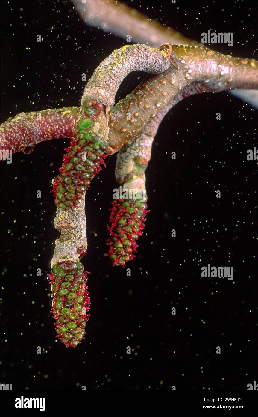 Common alder (Alnus glutinosa), Betulaceae. Female inflorescence. Deciduous tree, wild plant. red flower. Stock Photo