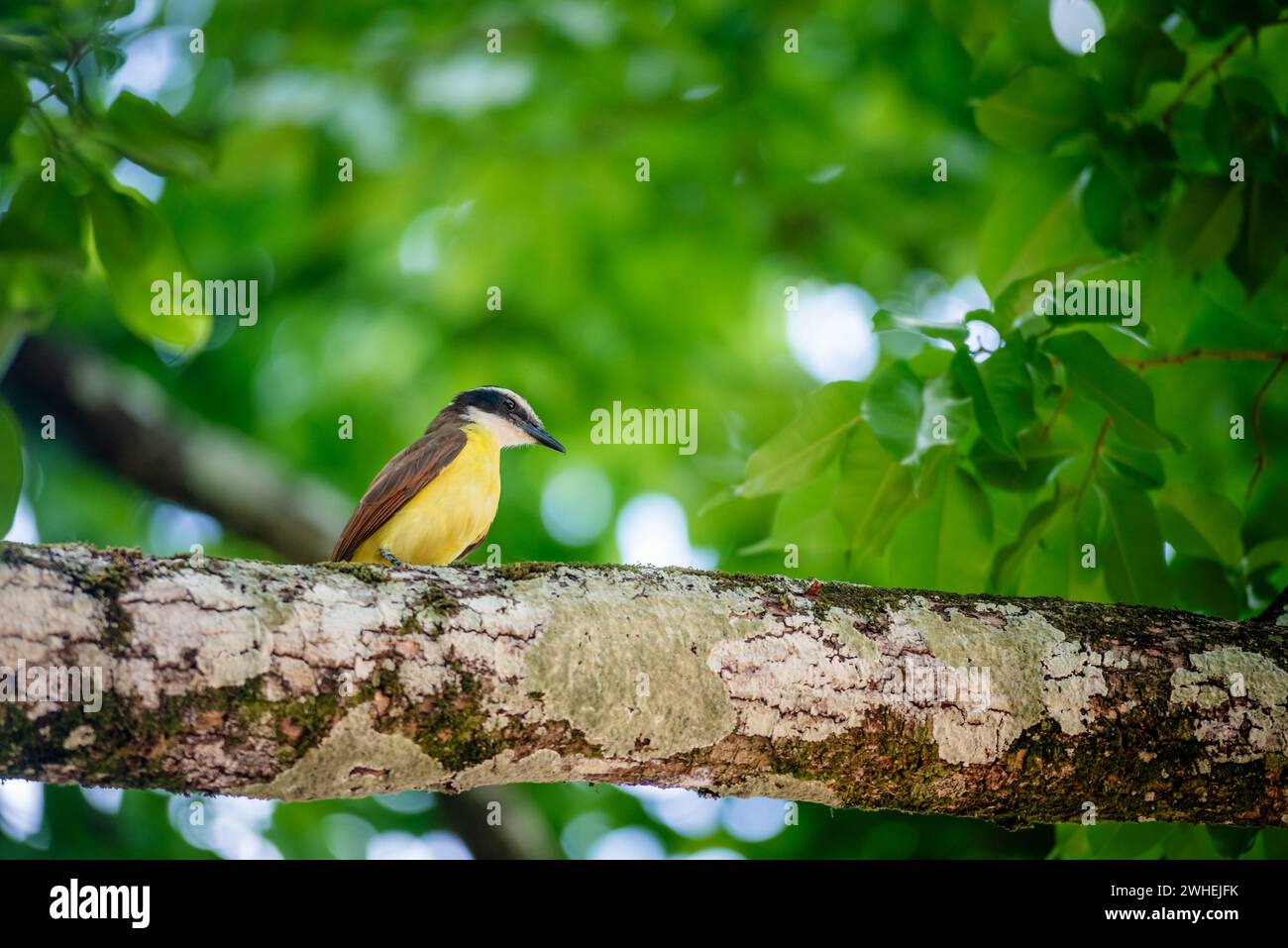 Great kiskadee bird in Trinidad and Tobago Pitangus Sulphuratus tropical yellow and brown on a tree branch backlit Stock Photo