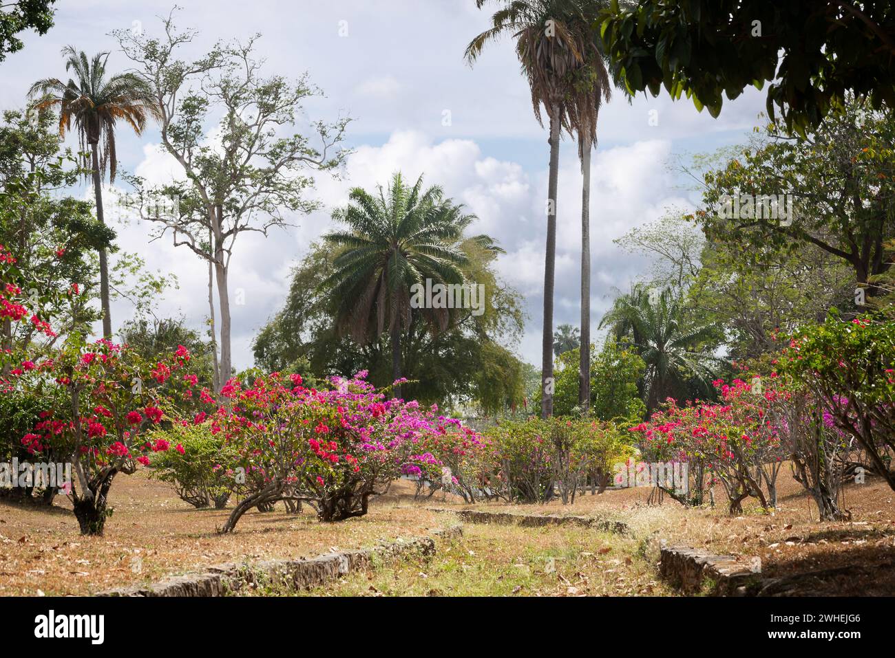 Botanic gardens park tropical flowers and trees in bloom colorful growth lush scenery Stock Photo