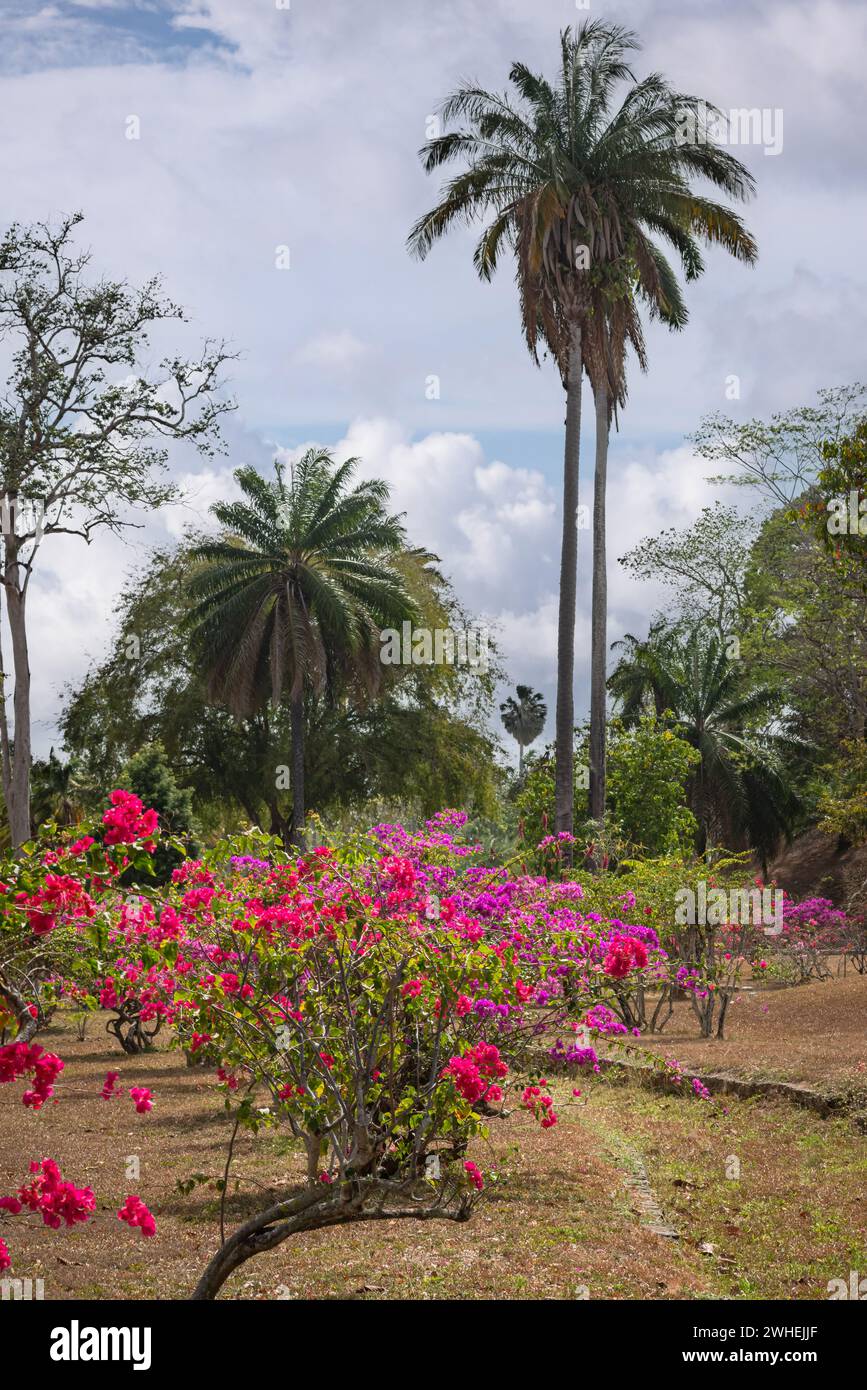 Botanic gardens park tropical flowers and trees in bloom colorful growth lush scenery Stock Photo