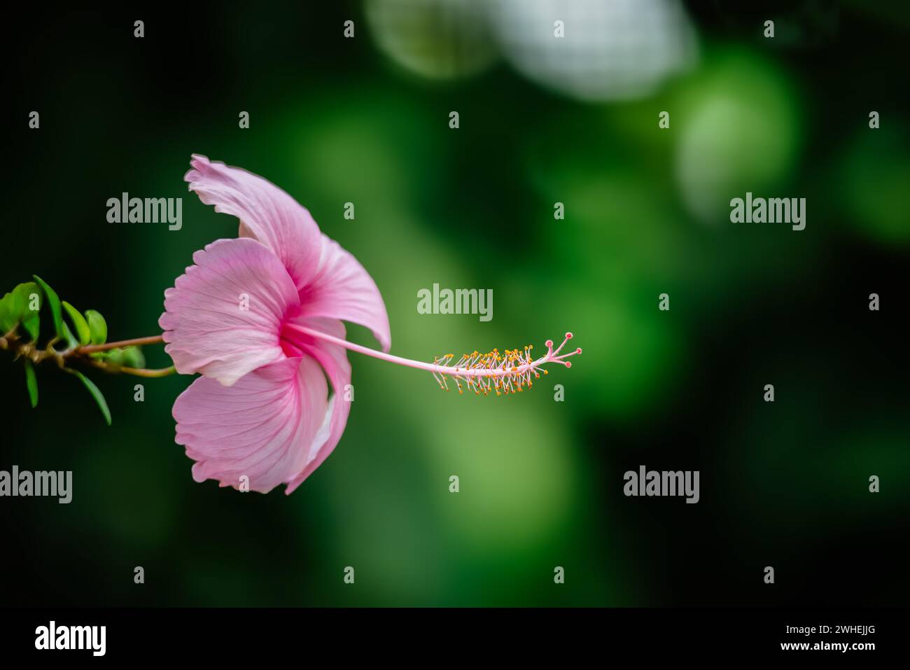 Pink hibiscus tropical flower plant in bloom green backdrop elegant delicate Stock Photo