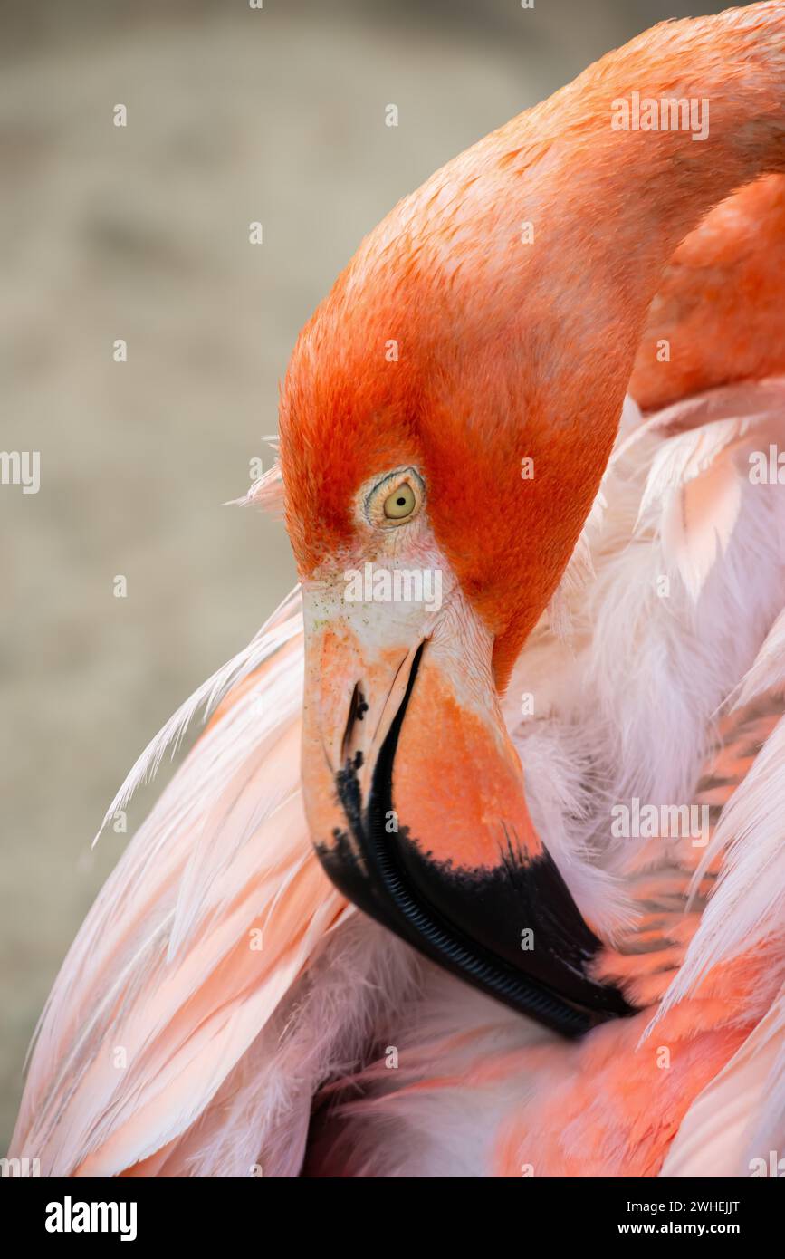 Caribbean flamingo head and neck close up red and pink color graceful bird Stock Photo