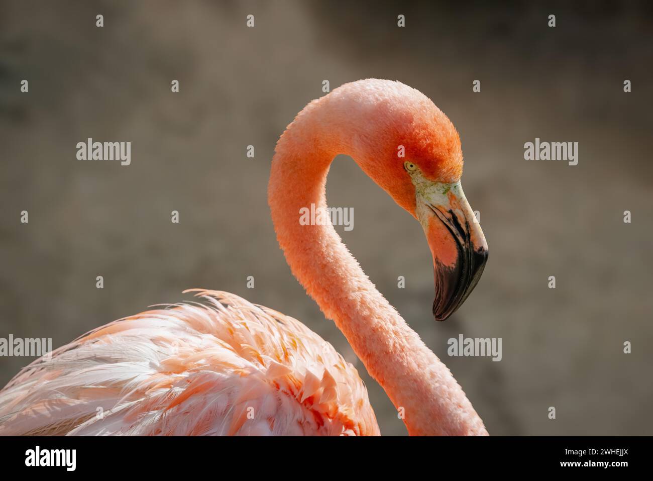 Caribbean flamingo head and neck close up red and pink color graceful bird Stock Photo
