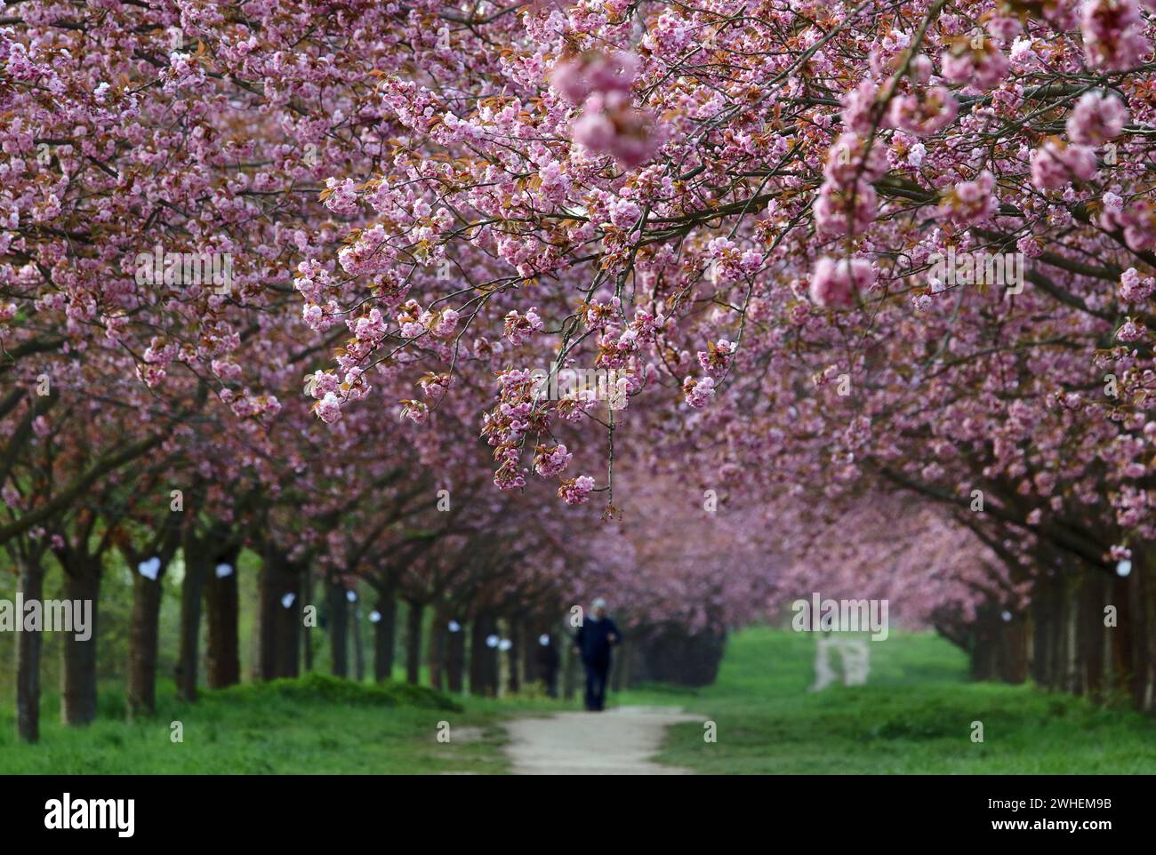 '28.04.2023, Germany, Brandenburg, Teltow - Blossoming cherry trees in the TV Asahi cherry blossom avenue. 00S230428D085CAROEX.JPG [MODEL RELEASE: NO, Stock Photo