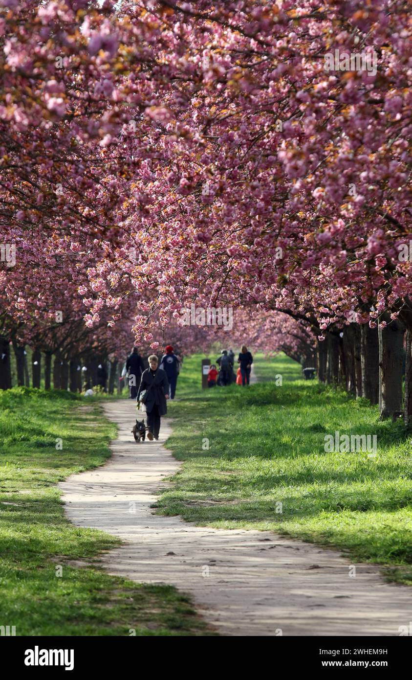 '28.04.2023, Germany, Brandenburg, Teltow - People walk along the TV Asahi cherry blossom avenue. 00S230428D098CAROEX.JPG [MODEL RELEASE: NO, PROPERTY Stock Photo