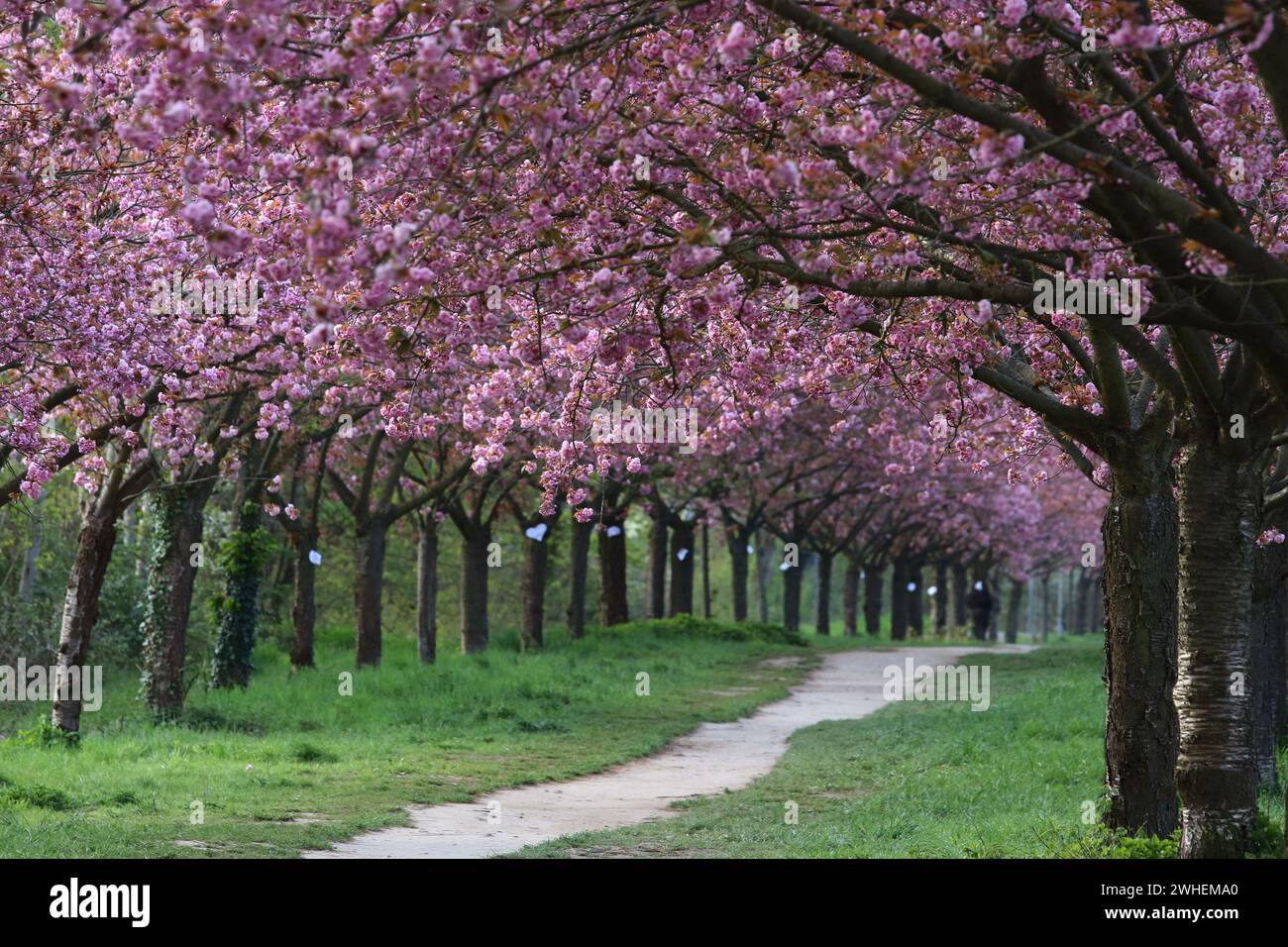 '28.04.2023, Germany, Brandenburg, Teltow - Blossoming cherry trees in the TV Asahi cherry blossom avenue. 00S230428D084CAROEX.JPG [MODEL RELEASE: NOT Stock Photo