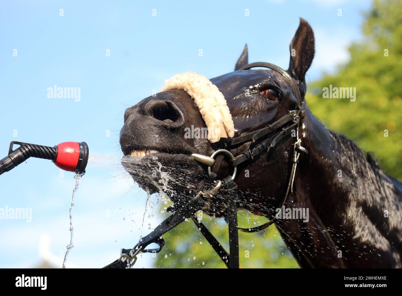 Horse being showered hi-res stock photography and images - Alamy
