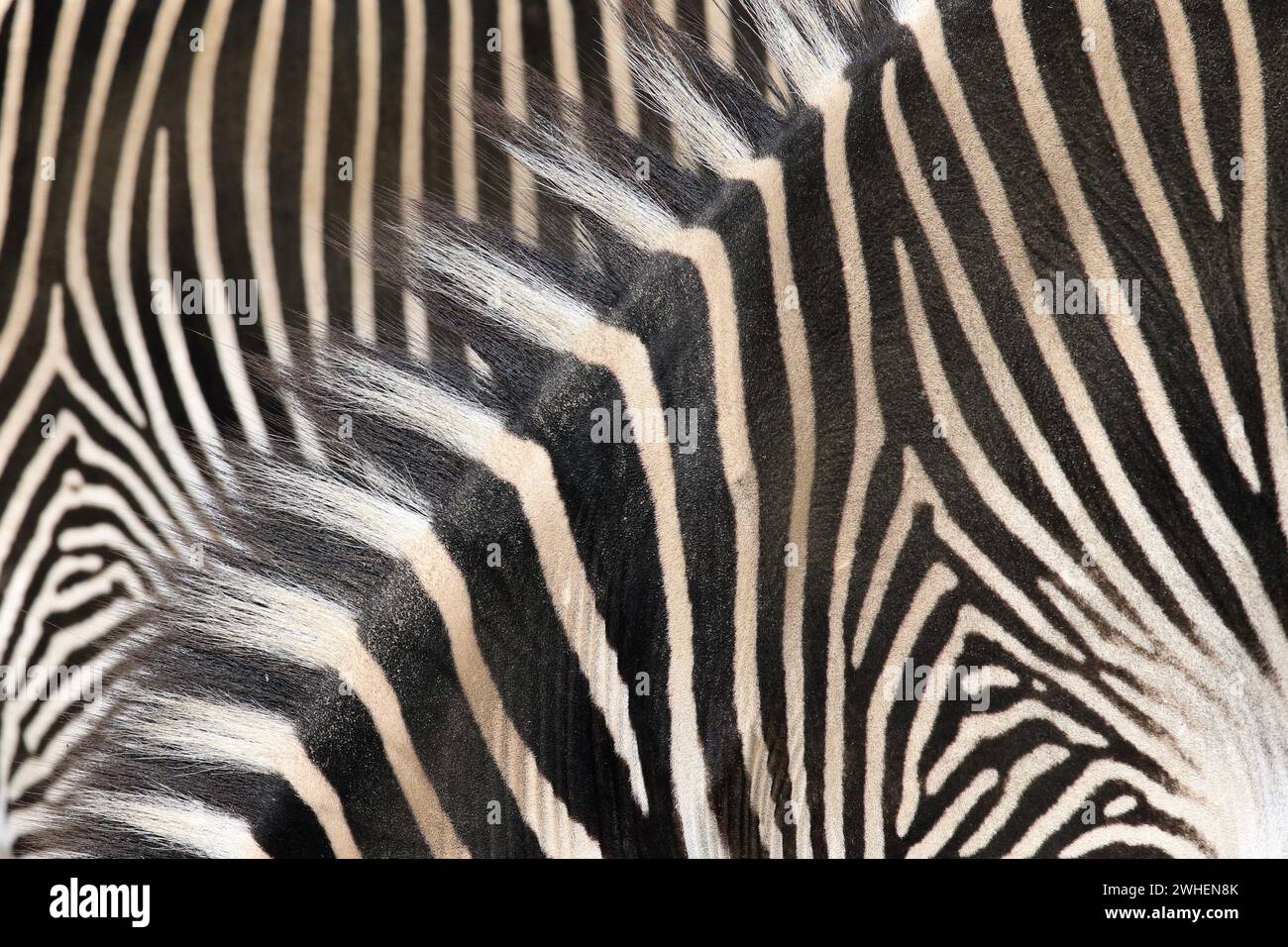 '04.11.2023, Germany, Berlin, Berlin - Close-up: Zebra skins. 00S231104D092CAROEX.JPG [MODEL RELEASE: NOT Applicable, PROPERTY RELEASE: NO (c) caro im Stock Photo