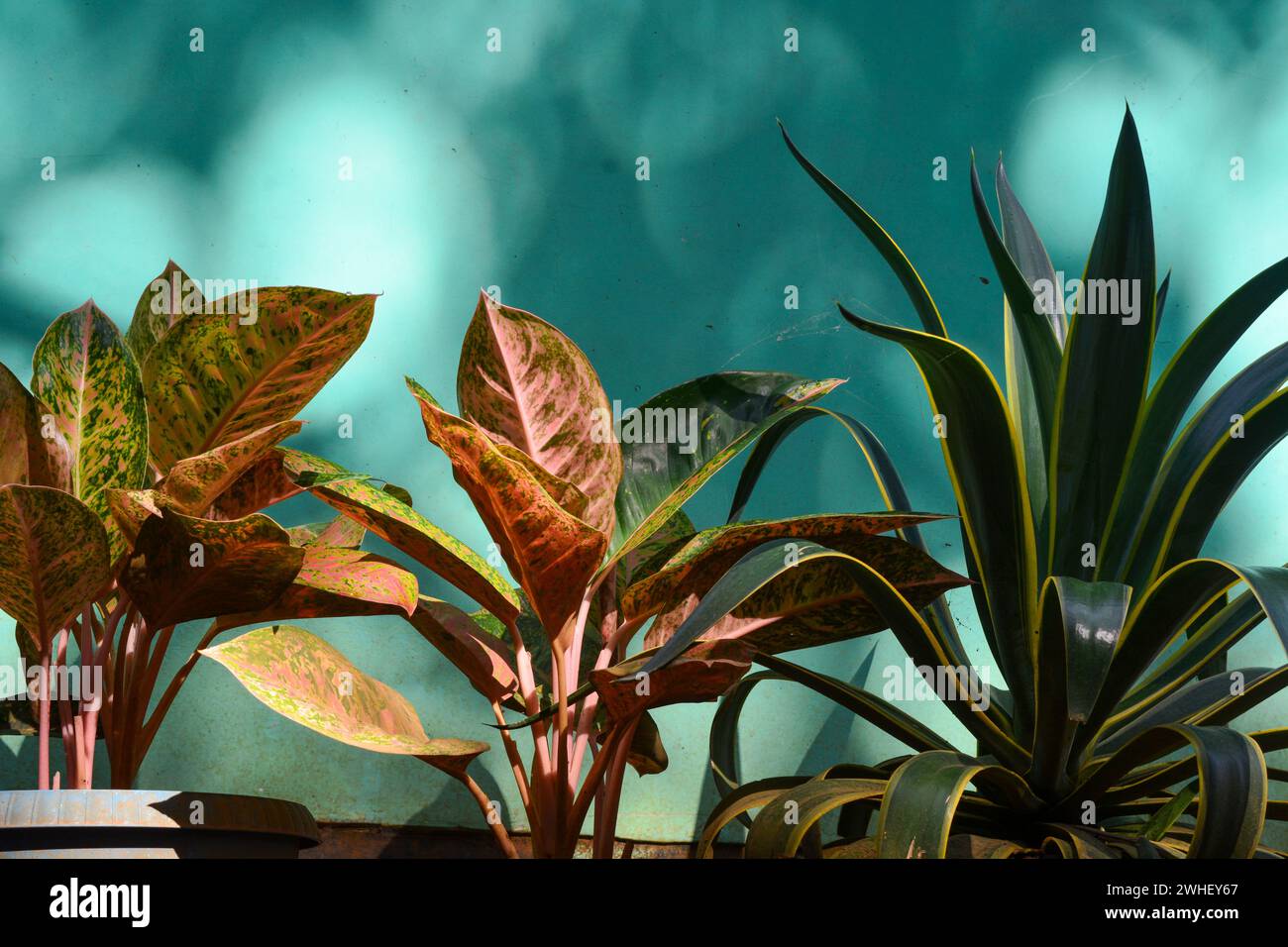 View of tropical plants from south east asia country Stock Photo - Alamy