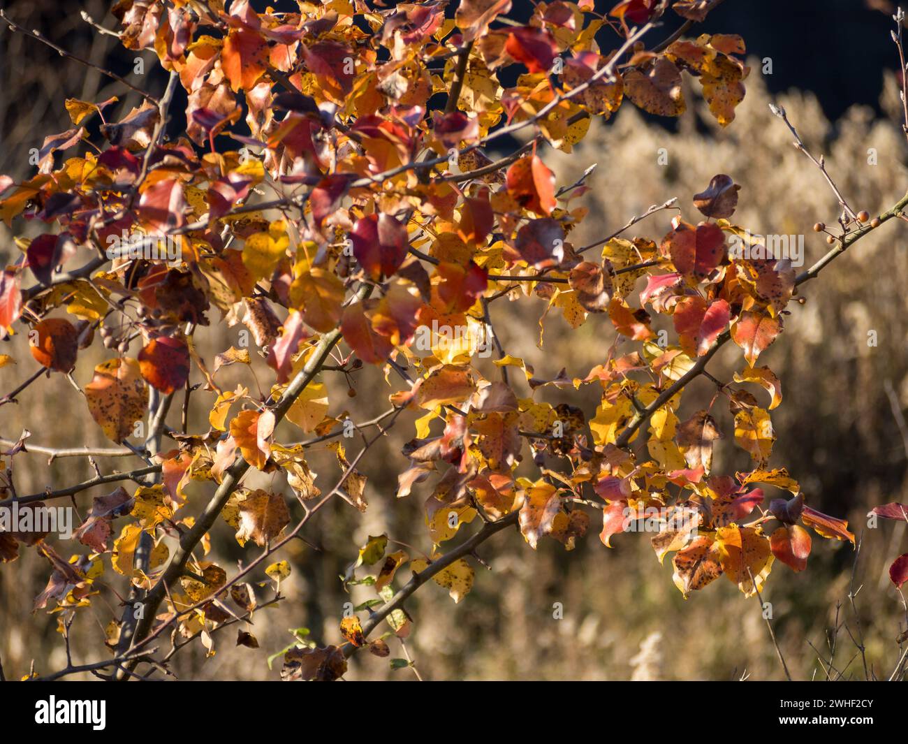 In the soft glow of the afternoon winter sun, a vibrant tree adorned with colorful fall leaves stands in close-up against a backdrop of Goldenrod, Sol Stock Photo