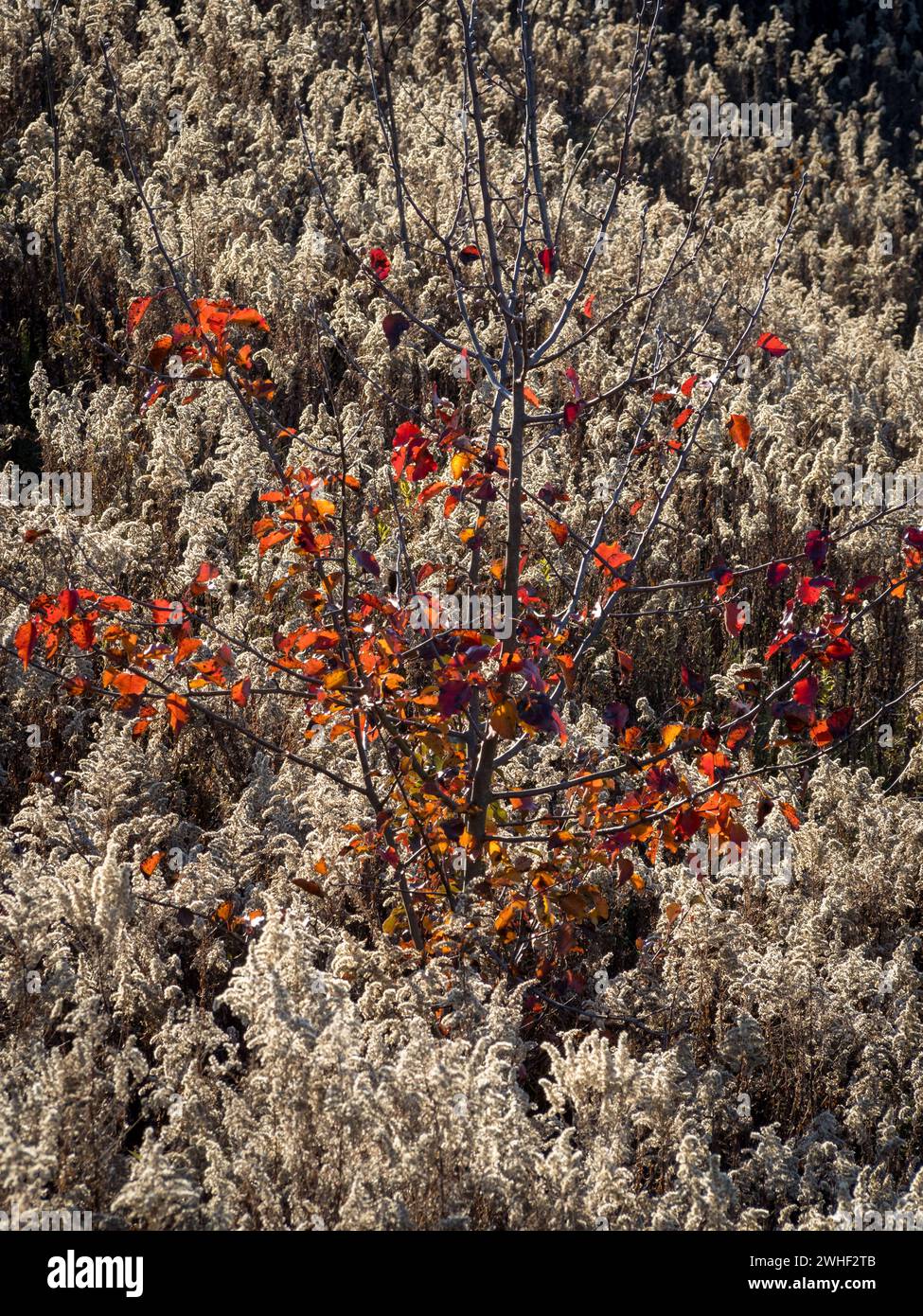 Amidst the soft afternoon winter sun, a tree adorned with vibrant fall foliage contrasts beautifully against a backdrop of Goldenrod, Solidago altissi Stock Photo