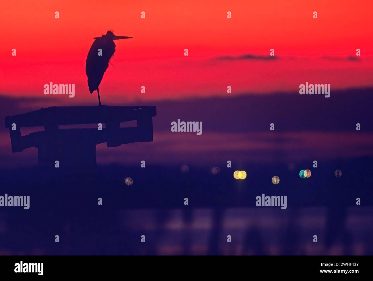 Great blue heron silhouetted against dramatic red afterglow sky Stock