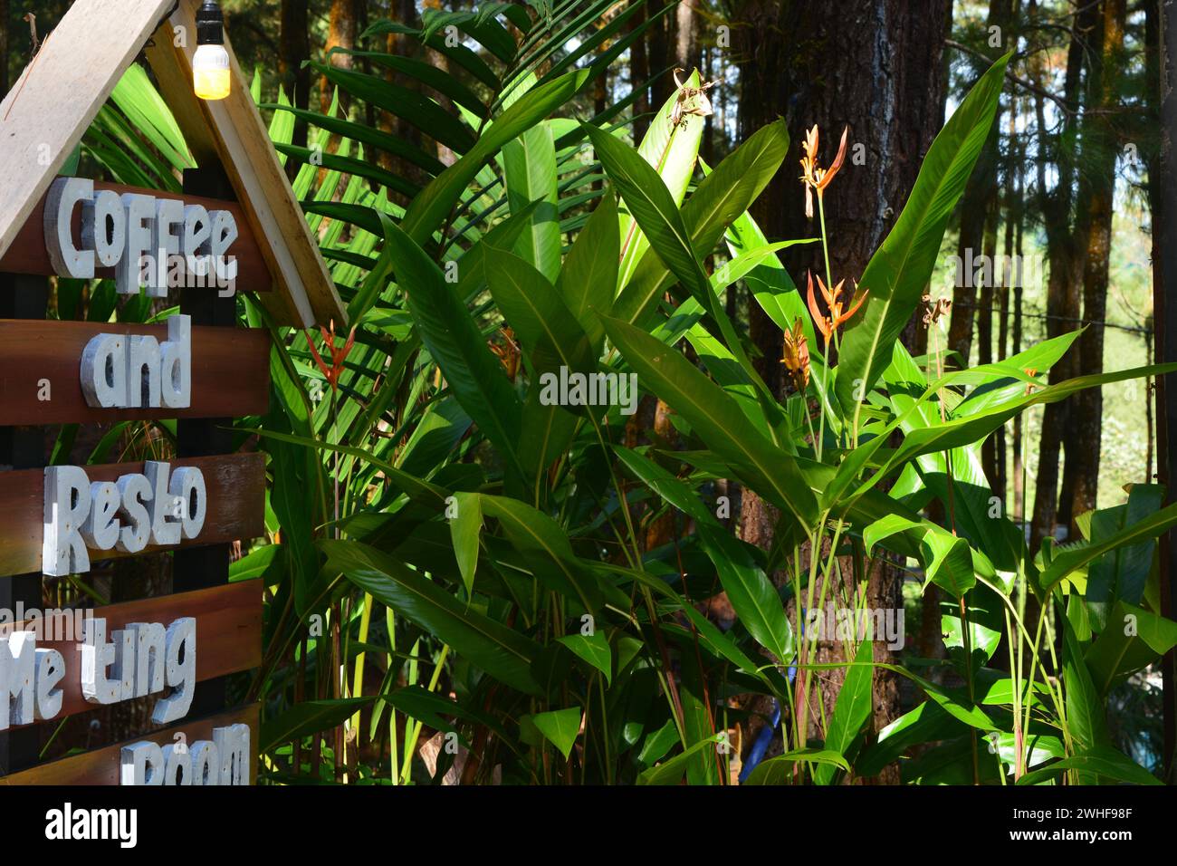 View of tropical plants from south east asia country Stock Photo - Alamy