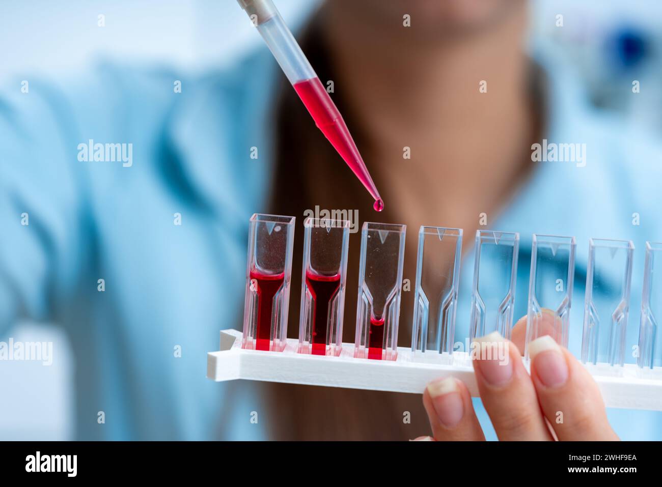 Scientist pipetting into cuvettes Stock Photo
