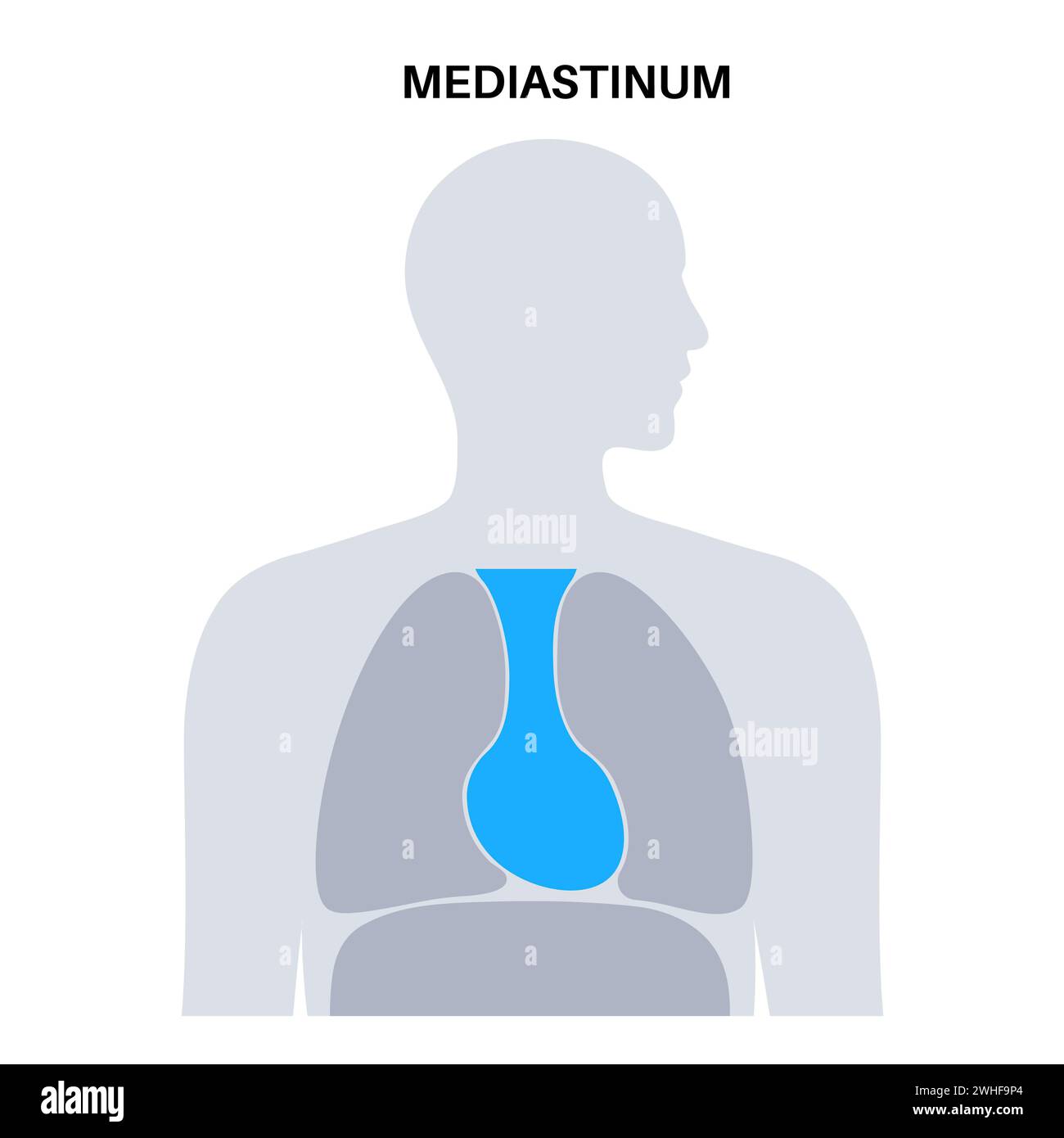 Right superior mediastinum hi-res stock photography and images - Alamy