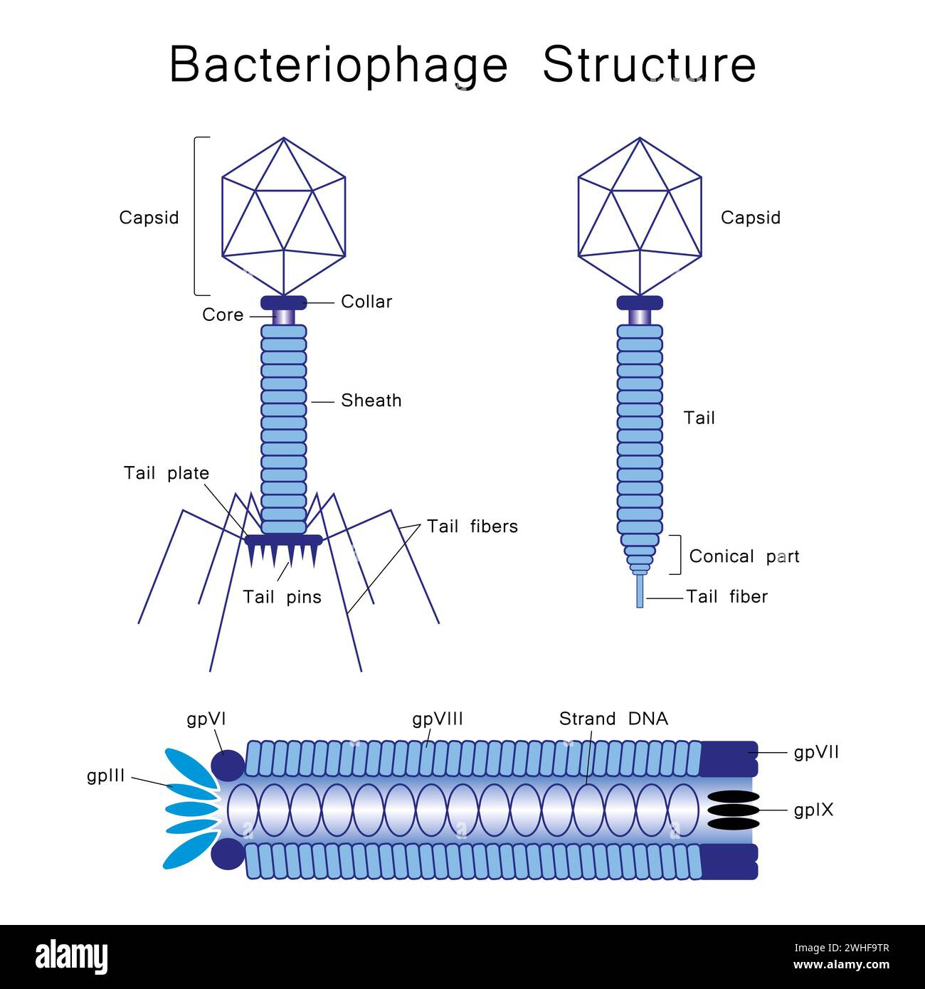 Bacteriophage, illustration Stock Photo
