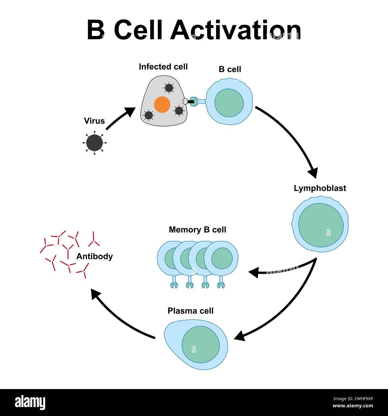 B cell activation, illustration Stock Photo